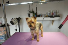 Filou