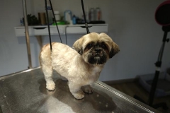 Chipie