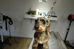 Filou