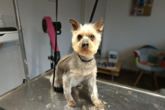 Milou