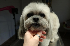 Daisy
