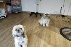 Daisy et Youdell