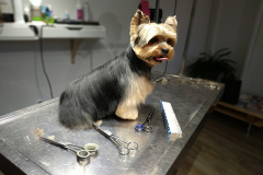 César