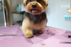 César