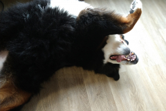 Blacky