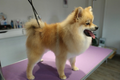 Nounours