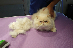 Oggy