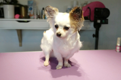 Choupette